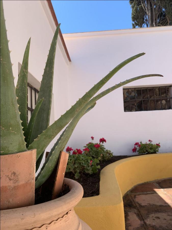 Encantador Apartamento-Centrico-Con Amplio Jardin Torremolinos Dış mekan fotoğraf